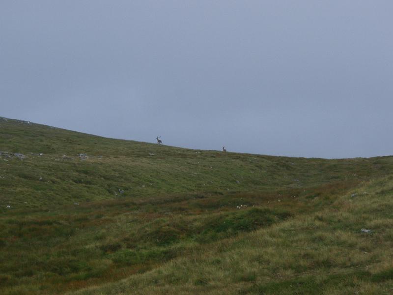 Deer maybe.jpg